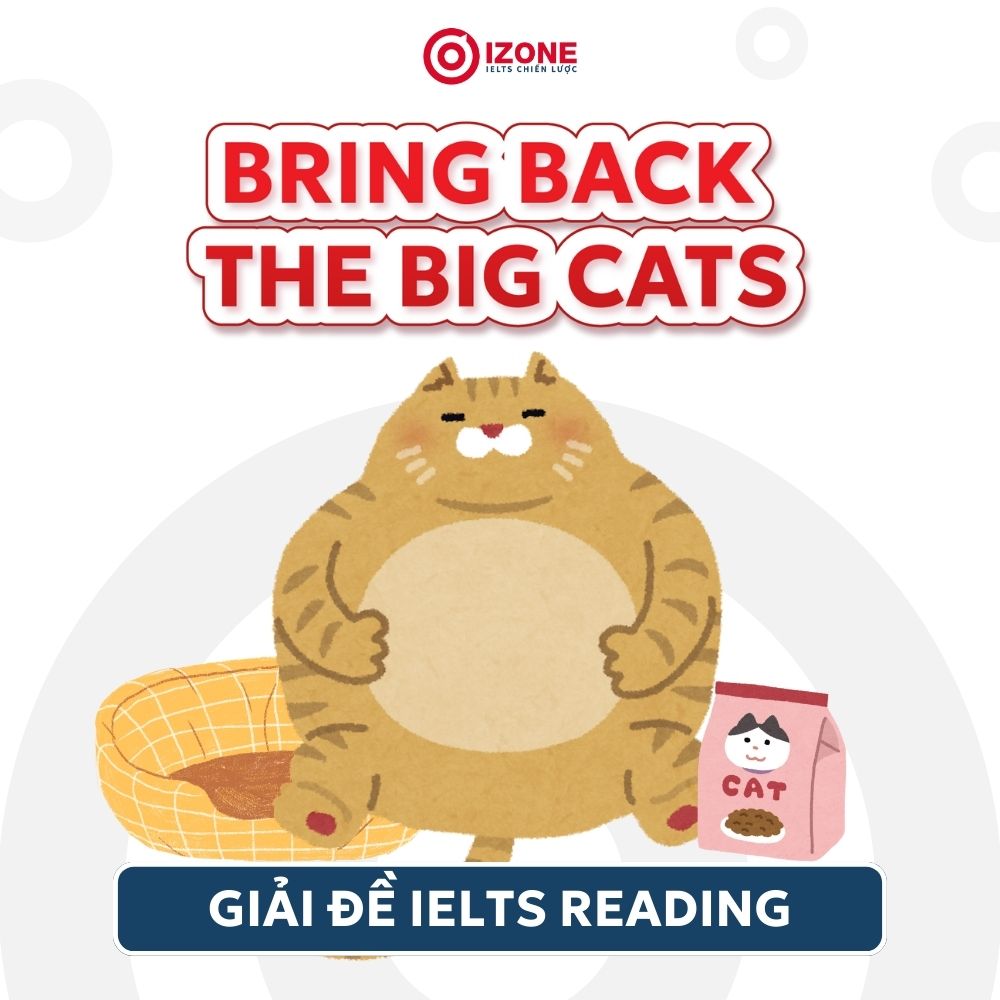 Đáp án và Giải chi tiết Bring Back The Big Cats – IELTS Reading